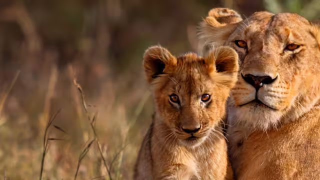 kenya_masai-mara-lion-cub-animal