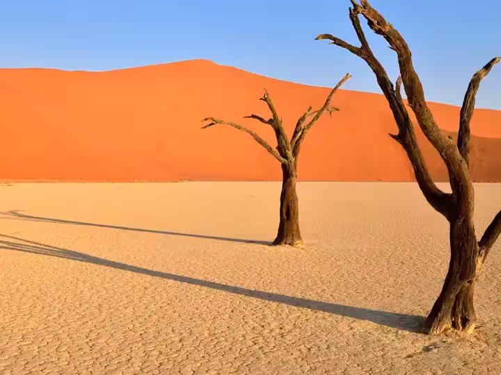 dead camelthorn tree at Dead Vlei, Sossusvlei, Unesco World Heritage Site, Namib Naukluft Park, Namib desert, Namibia, Africa