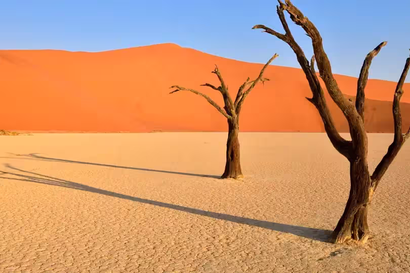 dead camelthorn tree at Dead Vlei, Sossusvlei, Unesco World Heritage Site, Namib Naukluft Park, Namib desert, Namibia, Africa