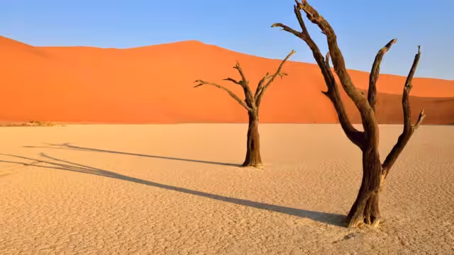 dead camelthorn tree at Dead Vlei, Sossusvlei, Unesco World Heritage Site, Namib Naukluft Park, Namib desert, Namibia, Africa