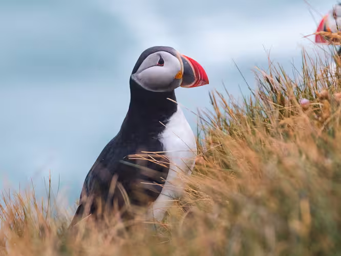 Iceland Discovery - 1