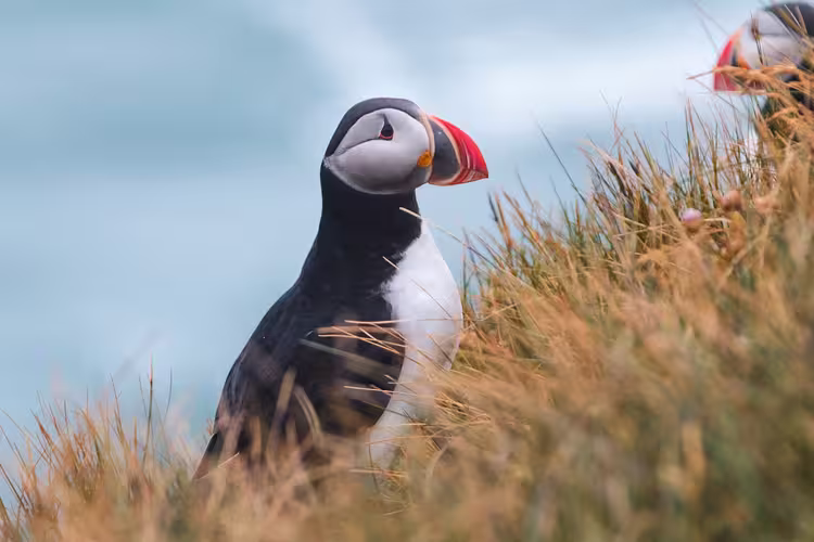 Iceland Discovery - 1