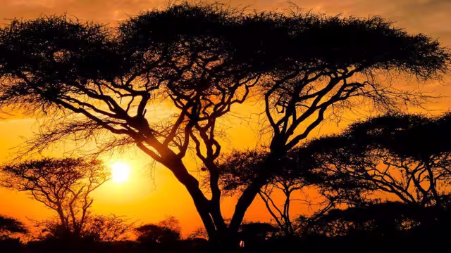 Sonnenaufgang in der Serengeti