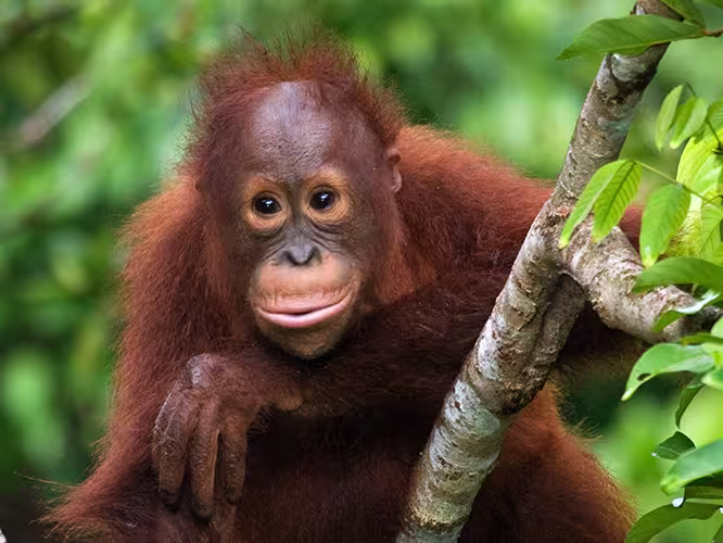 Baby orangutan in a tree, Borneo