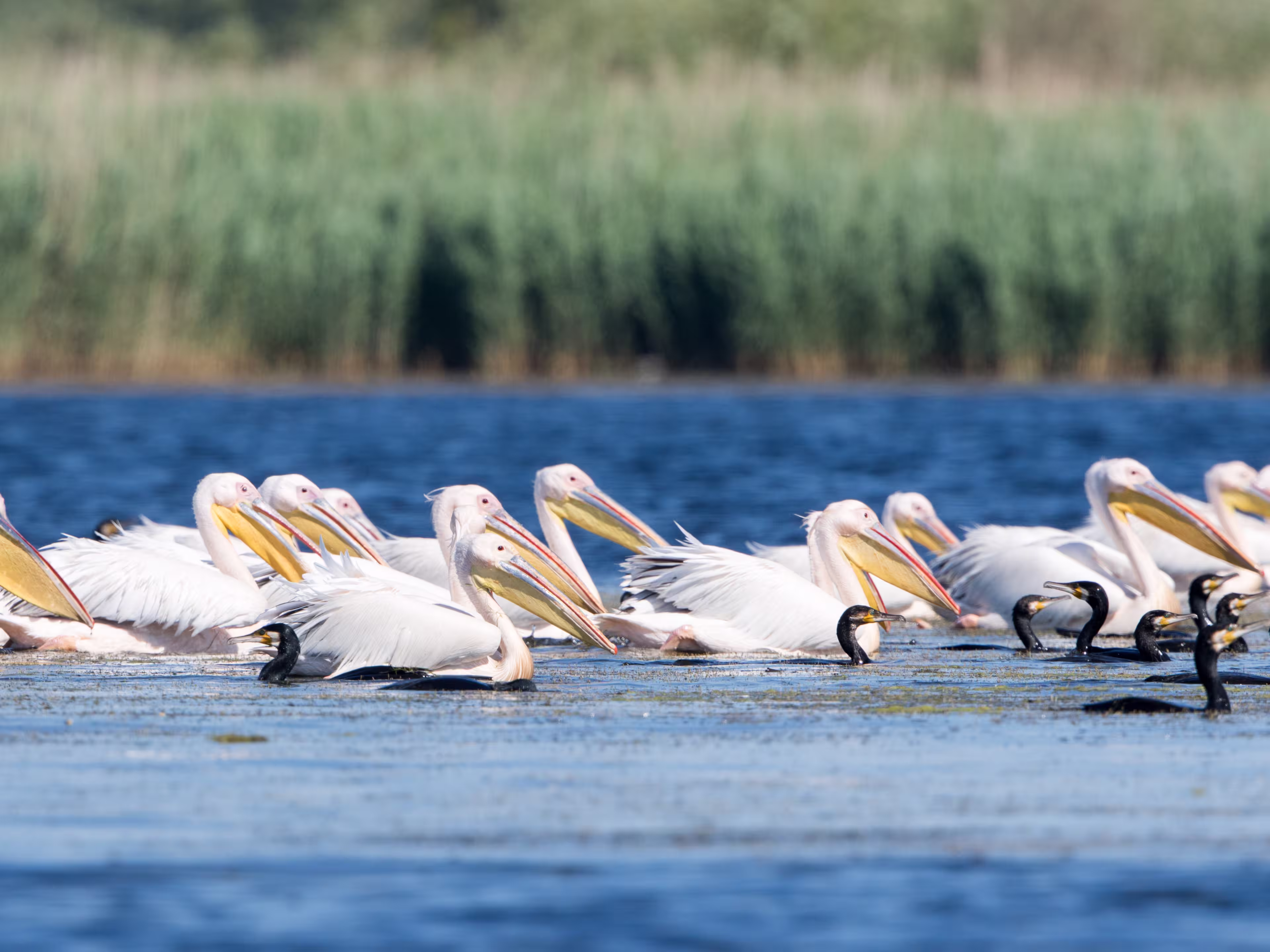 Pelikane im Donaudelta