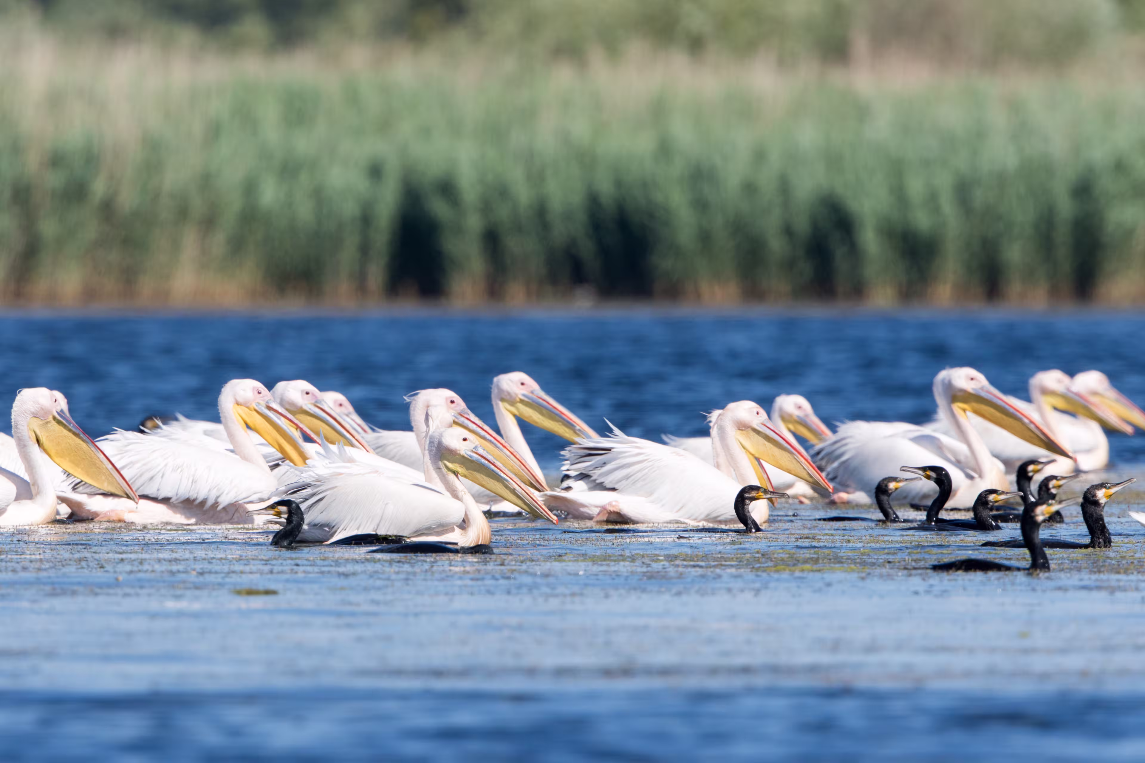 Pelikane im Donaudelta