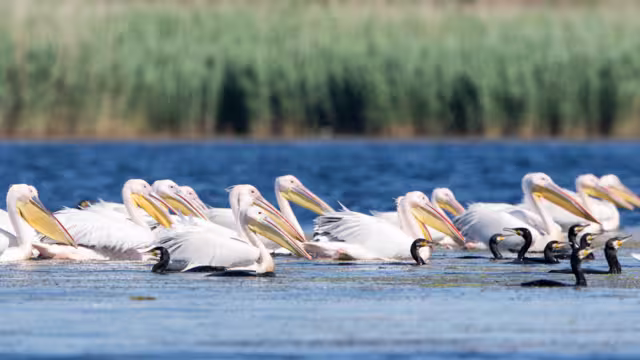 Pelikane im Donaudelta