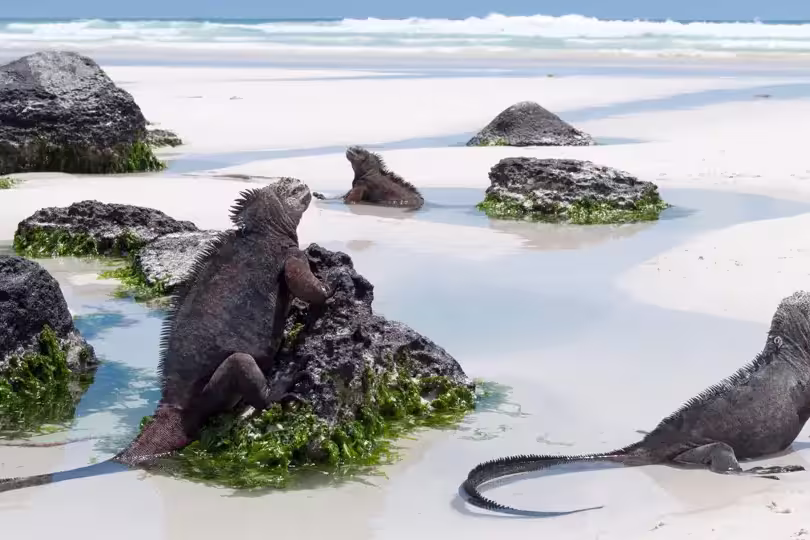 Ecuador – Galapagos Inselhopping im Naturparadies