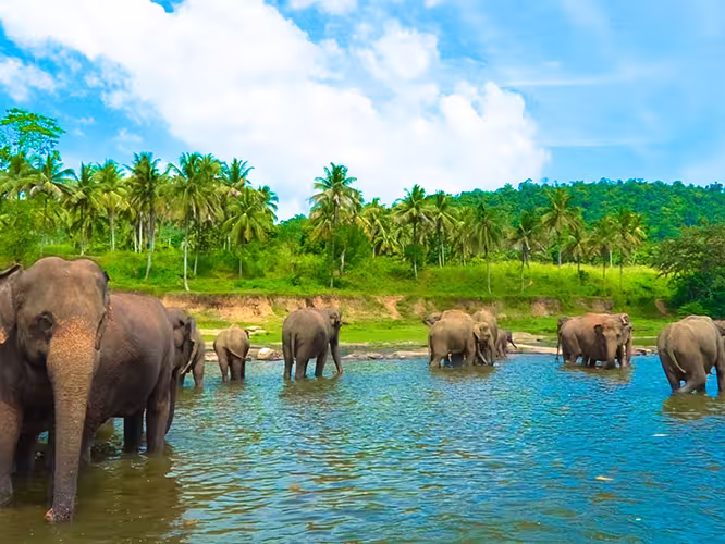 Elephants bathing in Udawalawe National Park, Sri Lanka