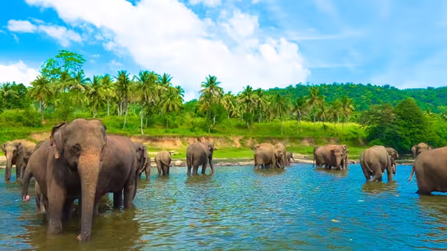 Elephants bathing in Udawalawe National Park, Sri Lanka