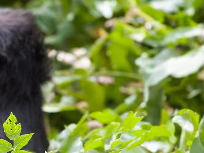 Gorillas, Game Parks & Beaches - 1