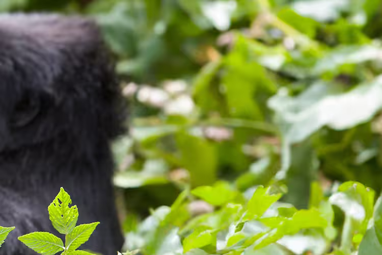 Gorillas, Game Parks & Beaches - 1
