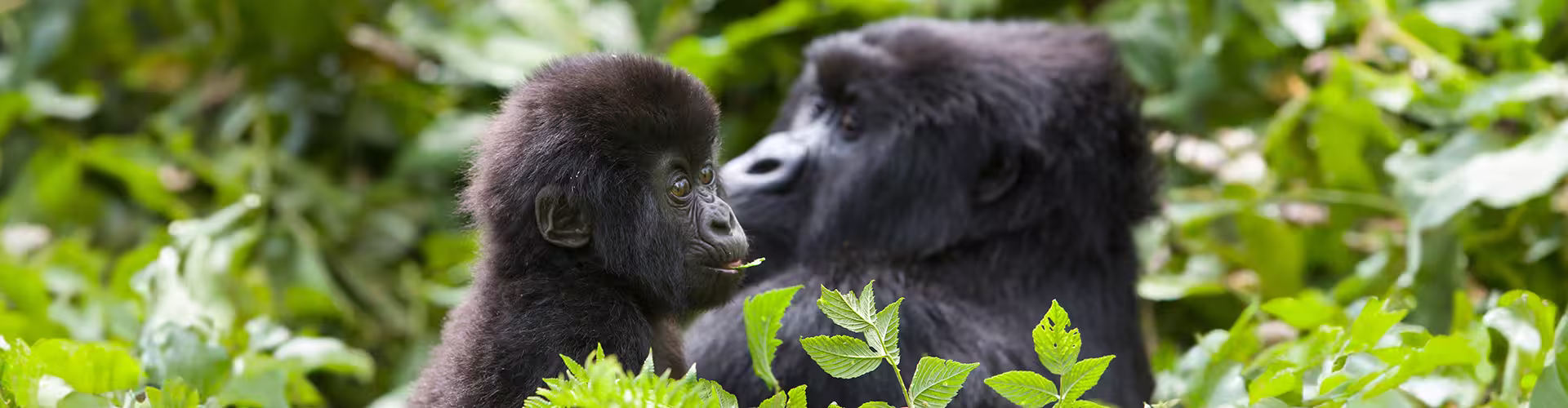 Gorillas, Game Parks & Beaches - 1