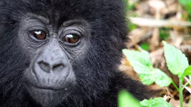 Uganda Gorilla baby