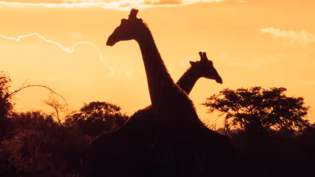 South Africa, Kruger National Park, sunset giraffe silhouette