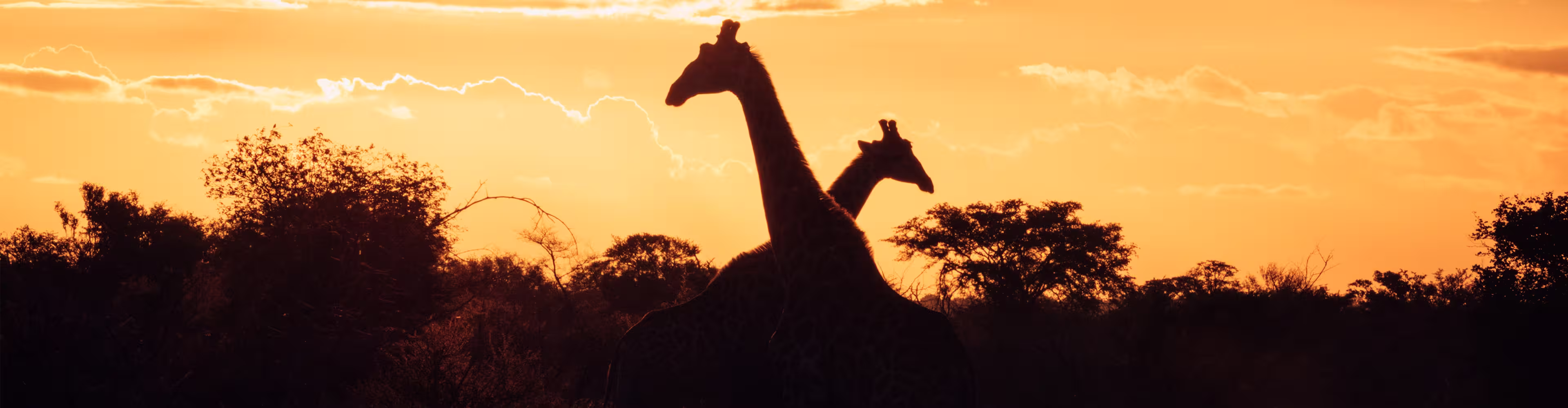 South Africa, Kruger National Park, sunset giraffe silhouette