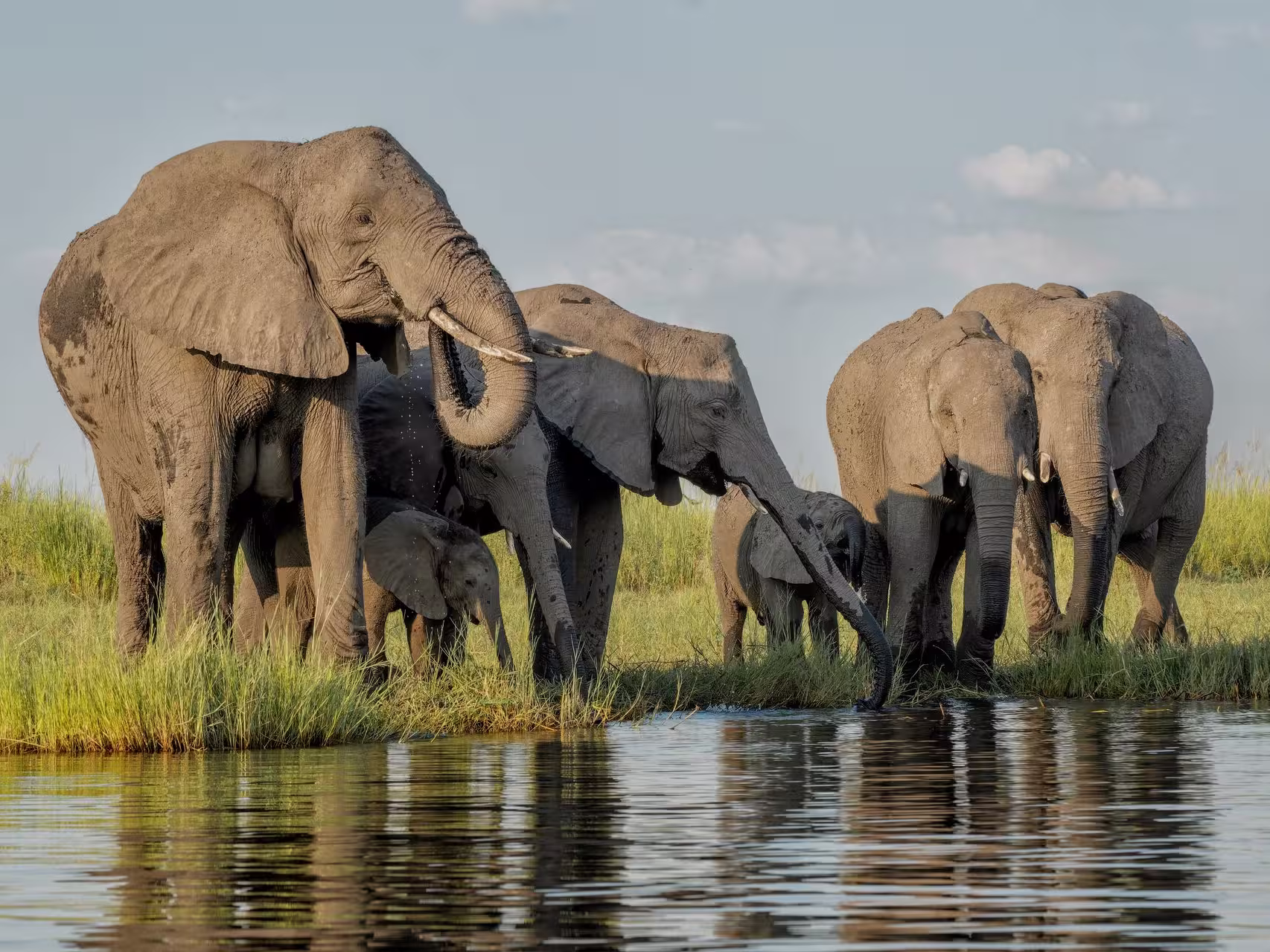 Elephant herd drinks at the Zambezi river shore, spotted on a river cruise in Botswana