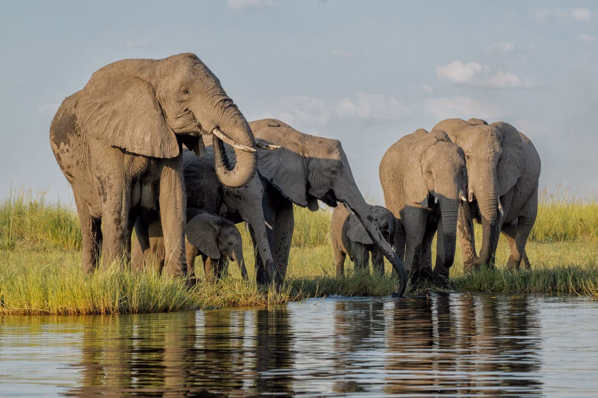 Elephant herd drinks at the Zambezi river shore, spotted on a river cruise in Botswana
