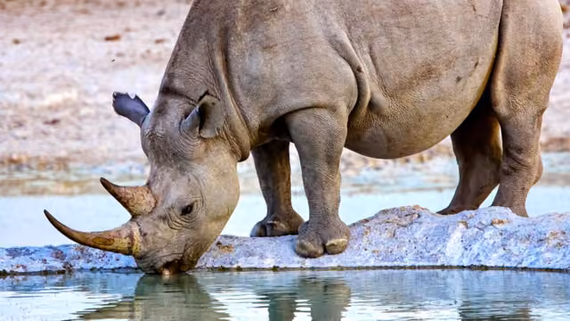 #295; 2011-11; Elke Wiegand; FWB 2012; Namibia; Titel: Spitzmaulnashorn im Etosha NP