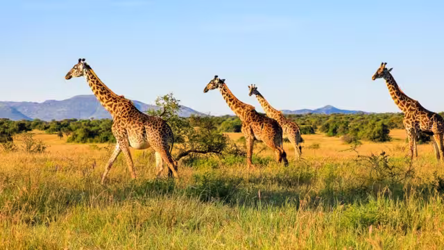 Giraffen in der Serengeti