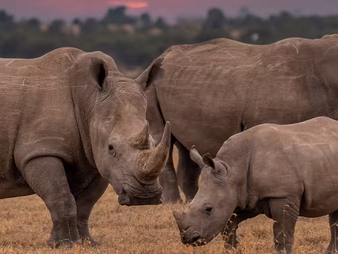 Group of rhinos at the Khama Rhino Sactuary, Botswana