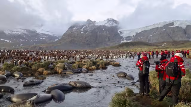 An absolute flood of King Penguins to greet you at Gold Harbour, South Georgia