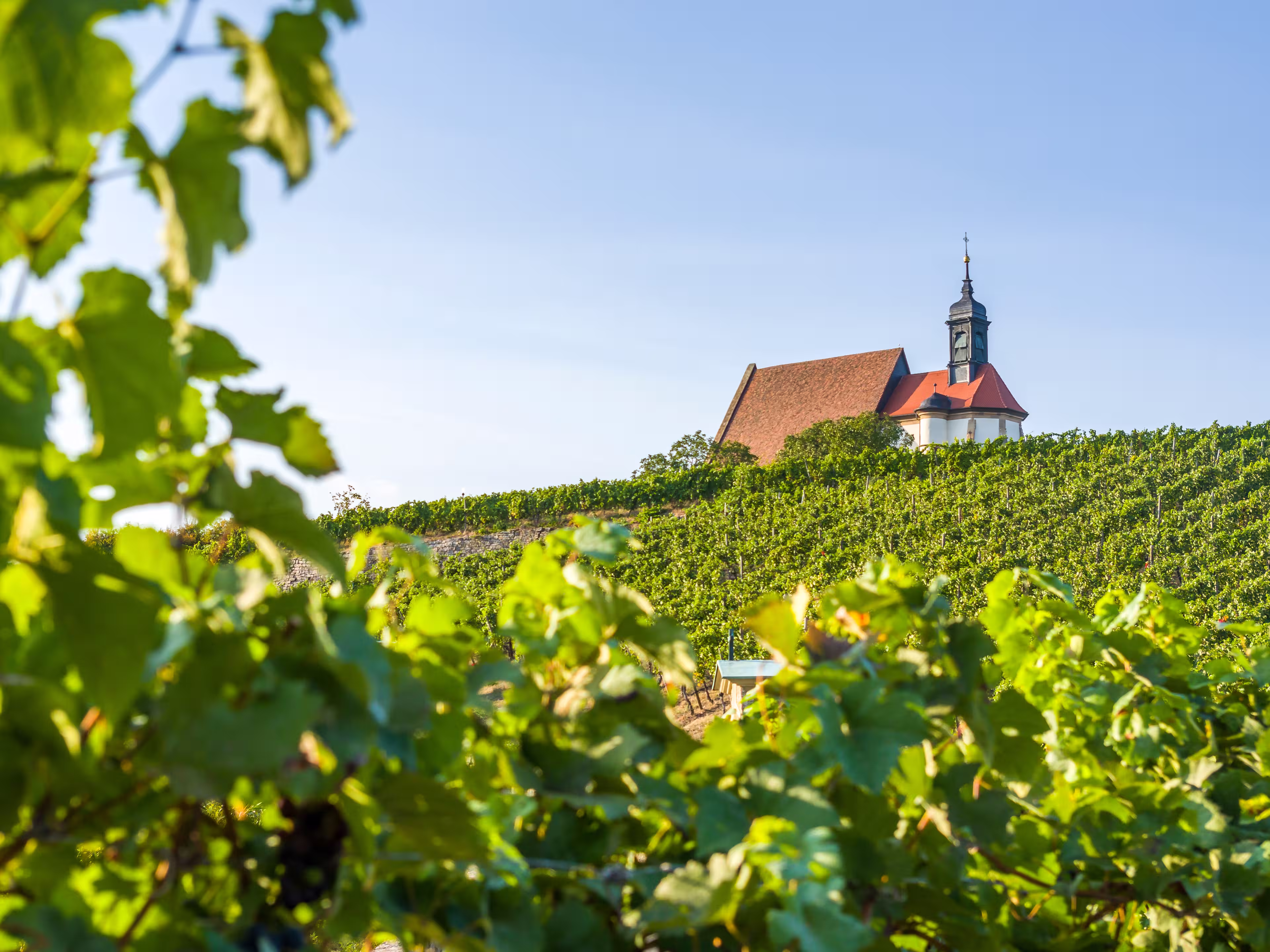 Vineyard, pilgrimage church Maria in the vineyard and blue sky in sunshine near the town of Volkach, framed by grape vines and vine leaves