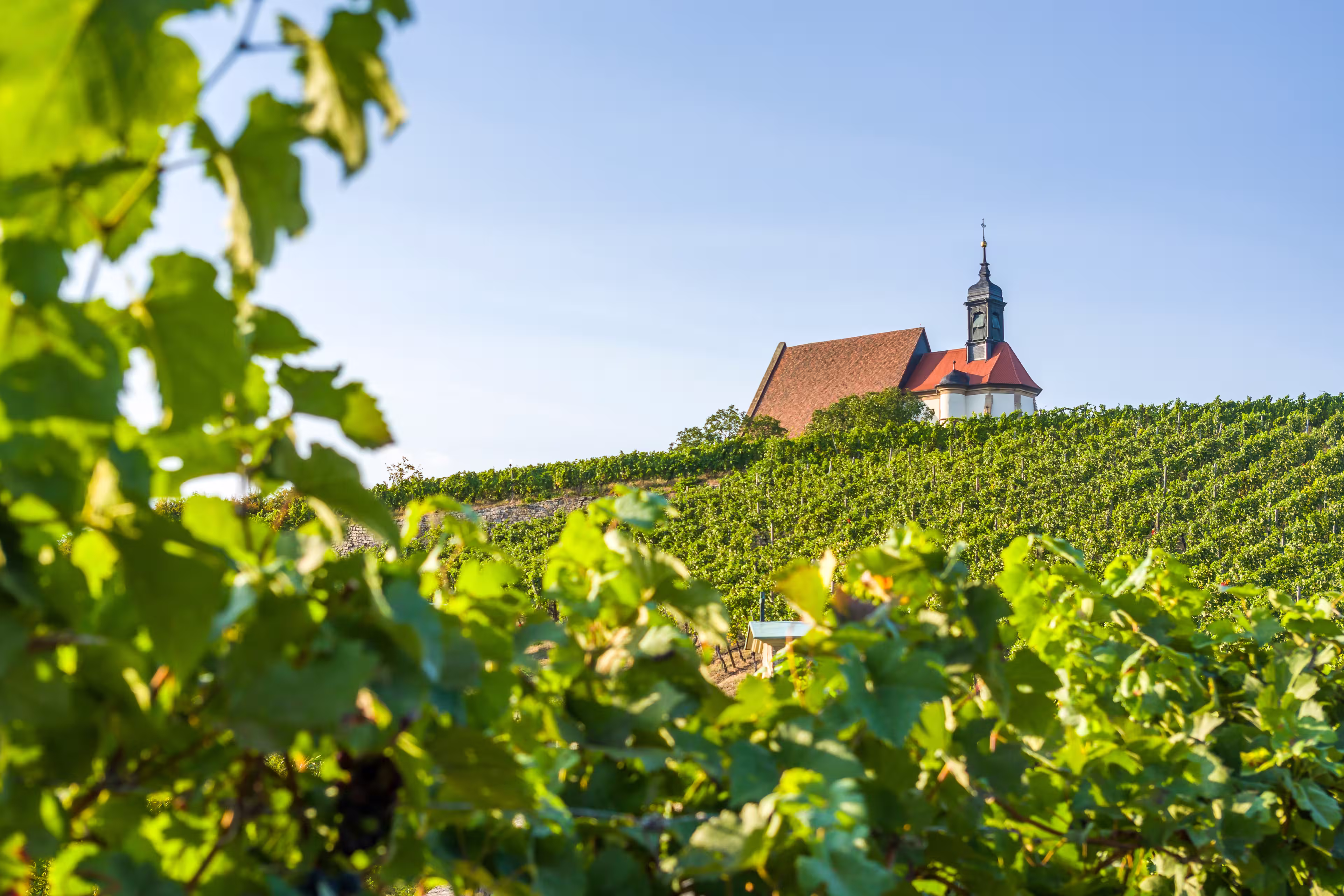 Vineyard, pilgrimage church Maria in the vineyard and blue sky in sunshine near the town of Volkach, framed by grape vines and vine leaves