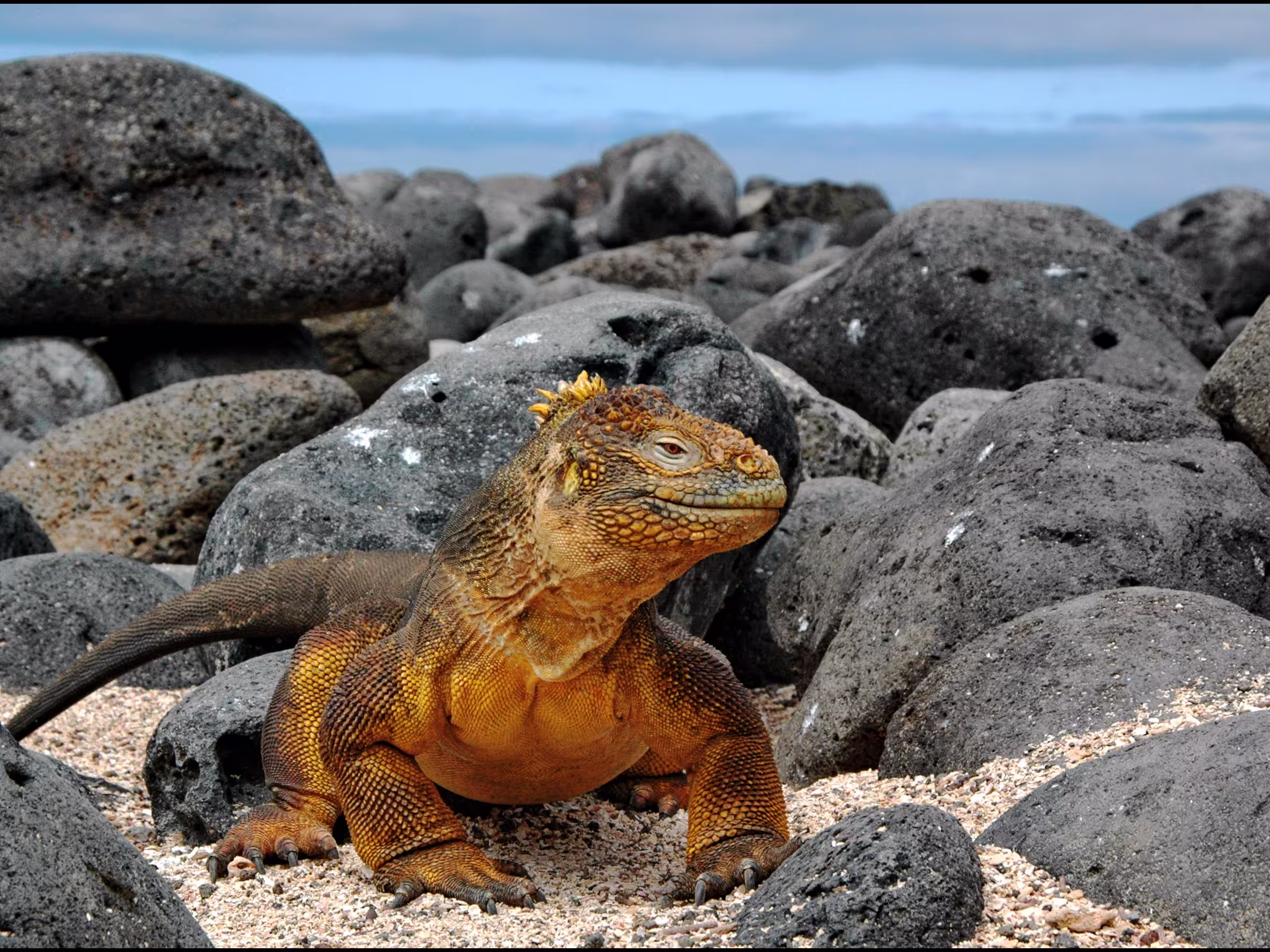 Galapagos Inseln