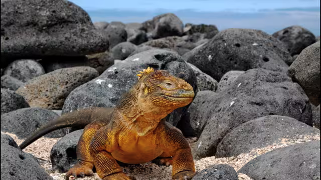 Galapagos Inseln