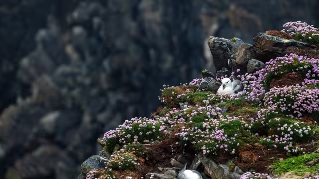 Northern fulmar nesting among bright wildflowers on St Kilda Island in the North Atlantic