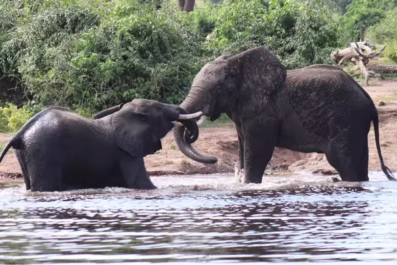 Botswana, Simbabwe – Okavango Delta, Big Five & Victoriafälle