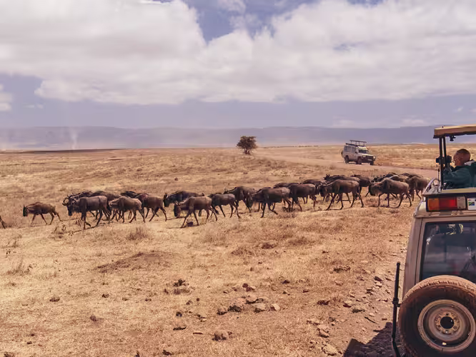 Intrepid Travel Tanzania Serengeti