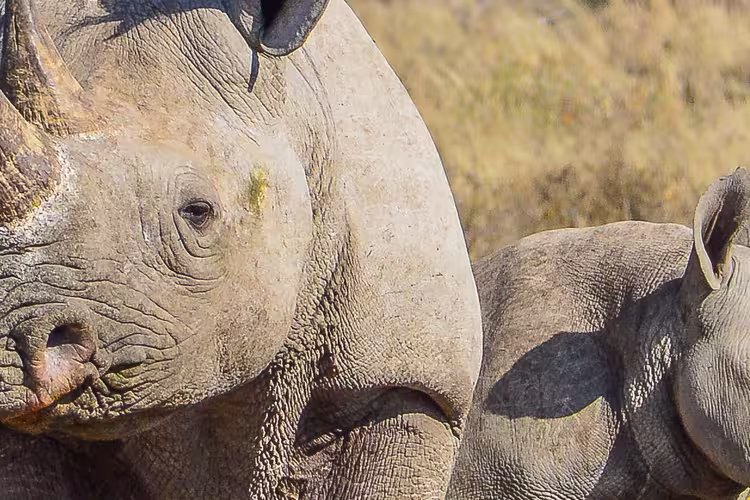 Botswana Family Safari with Teenagers - 1