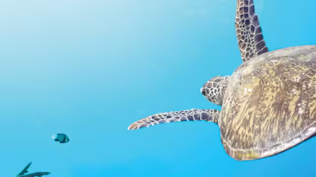 Turtle swimming in the clear blue water