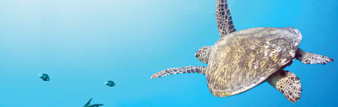 Turtle swimming in the clear blue water