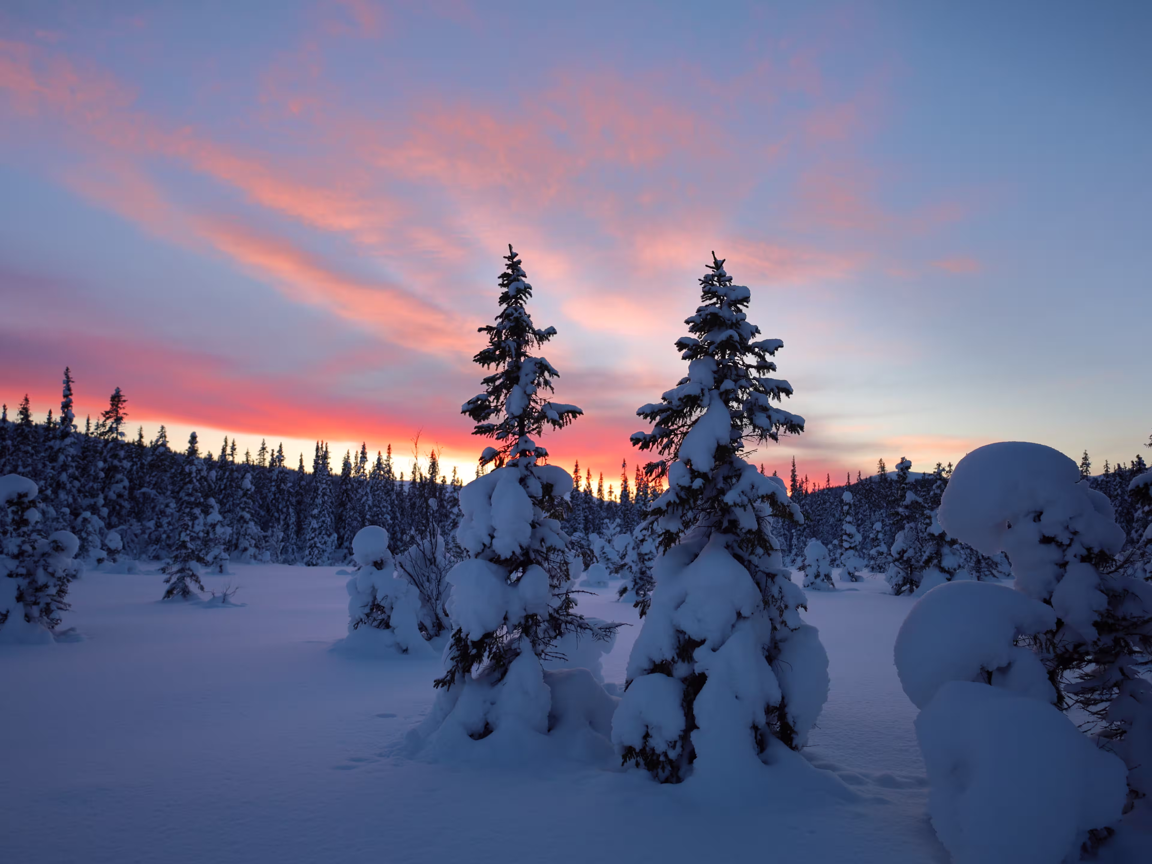 Sunset over snowy forest, Åre Sweden.
