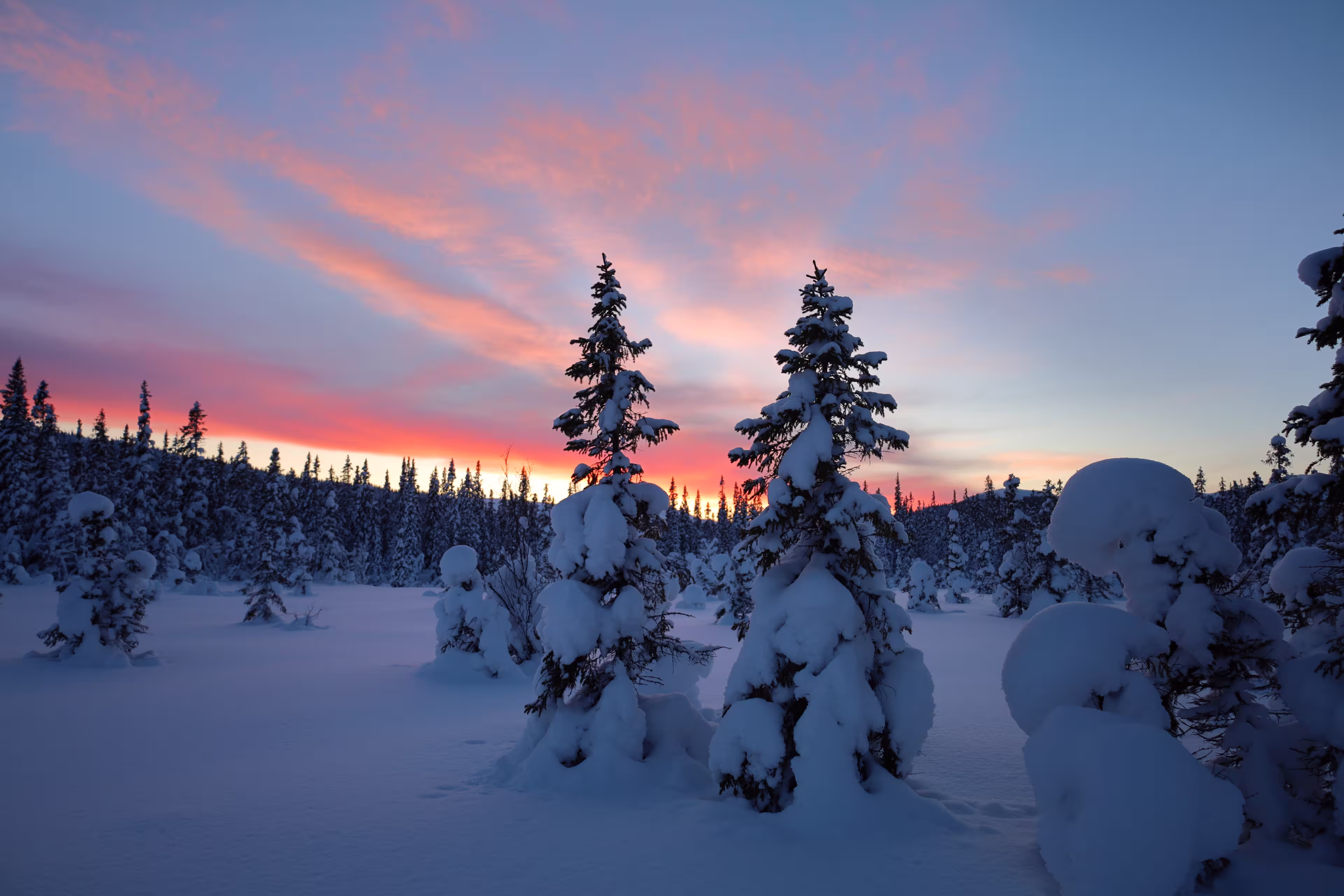 Sunset over snowy forest, Åre Sweden.