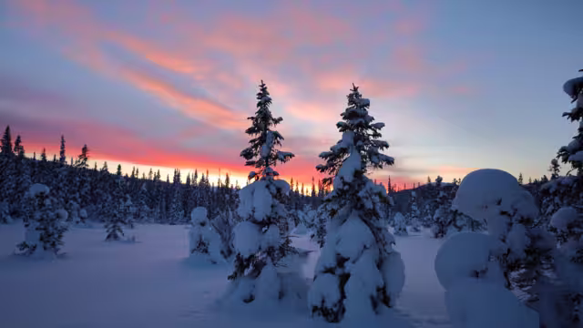 Sunset over snowy forest, Åre Sweden.
