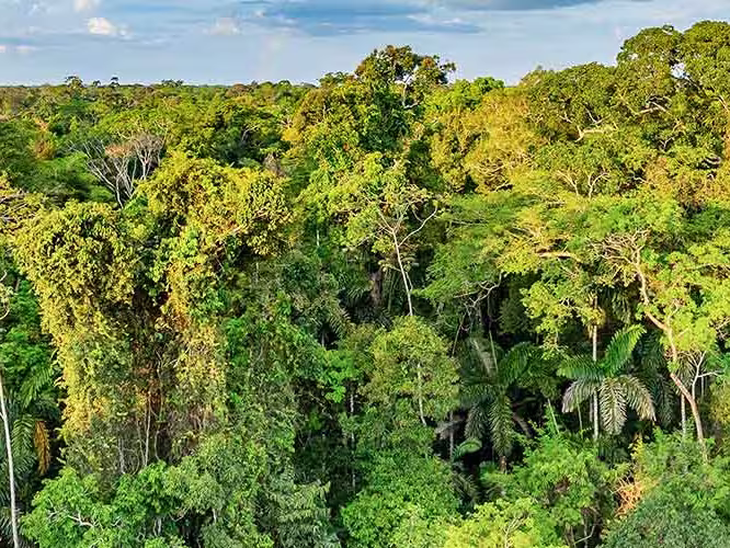 A canopy of trees in the Amazon Jungle