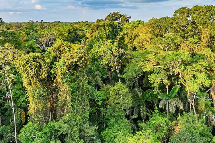 A canopy of trees in the Amazon Jungle