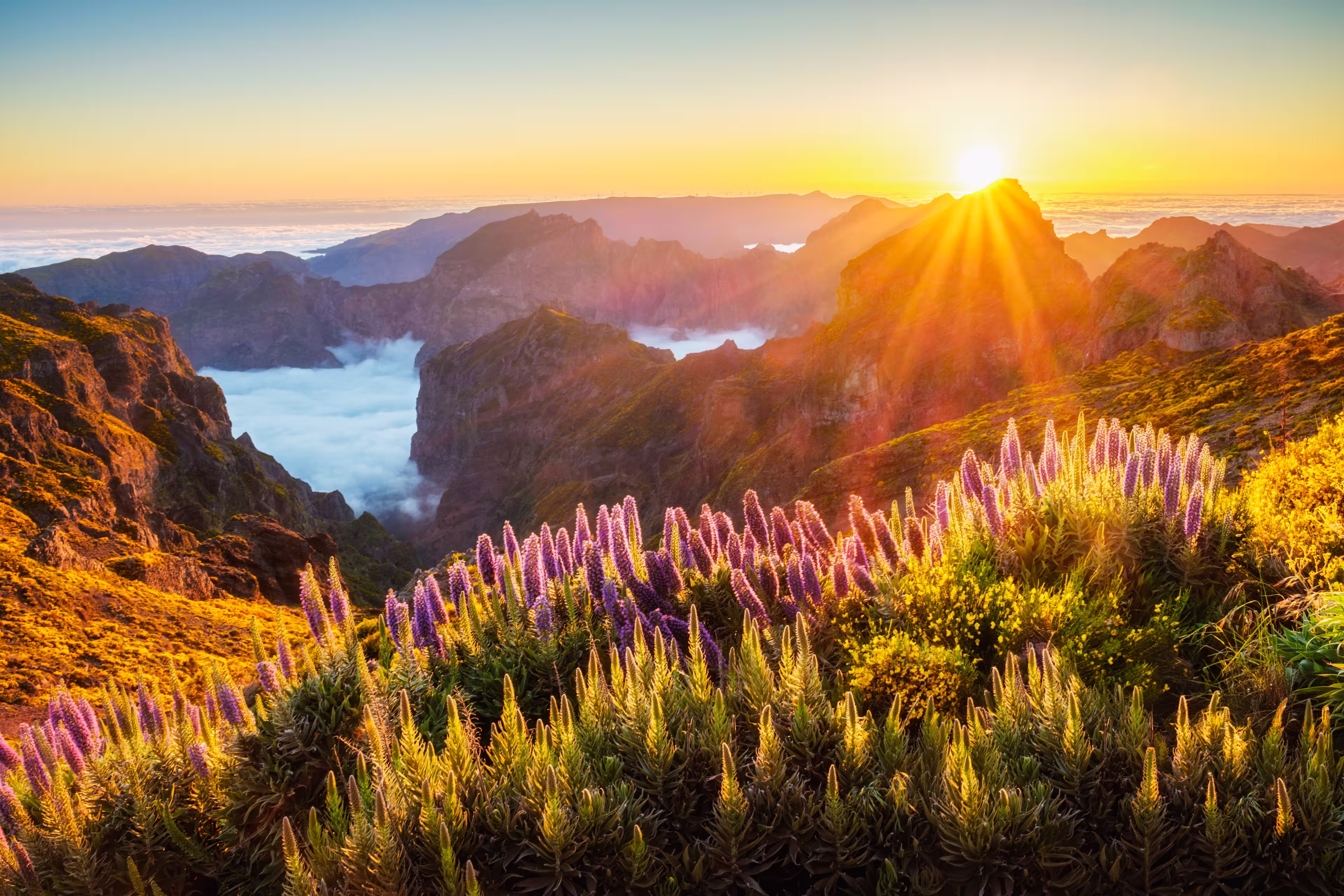 View from Pico do Arieiro of mountains over clouds with Pride of Madeira flowers and blooming Cytisus shrubs on sunset with sunburst. Madeira island, Portugal