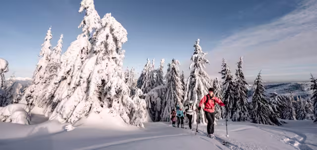 Mountaineer backcountry ski waling in the mountains. Ski touring in high alpine landscape with snowy trees. Adventure winter extreme sport.