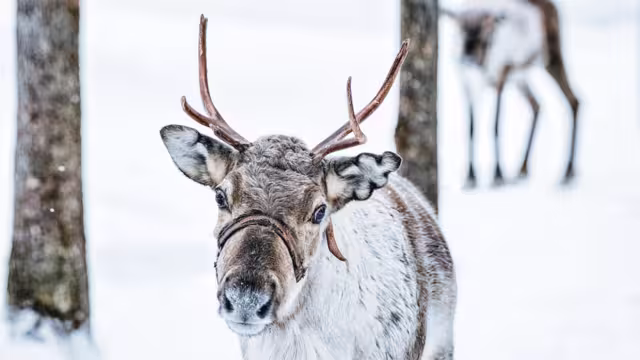 Brown Reindeer in Finland at Lapland in winter.