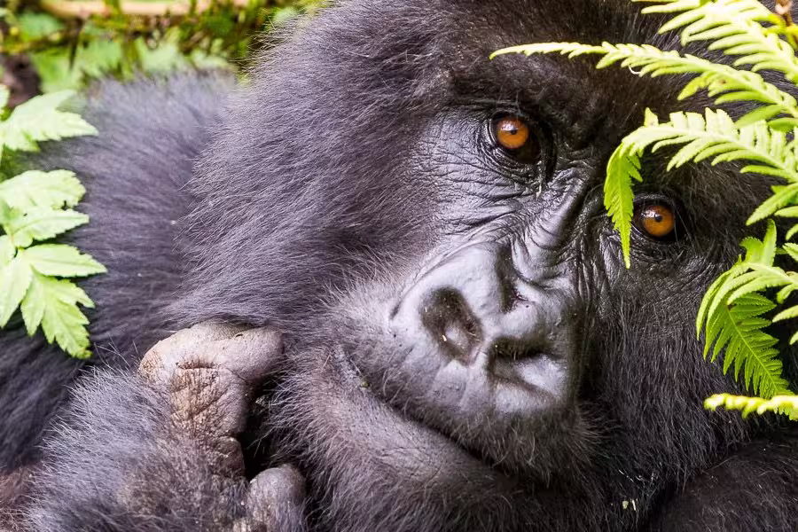 Auge in Auge mit dem Gorilla
