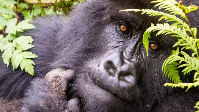 Auge in Auge mit dem Gorilla