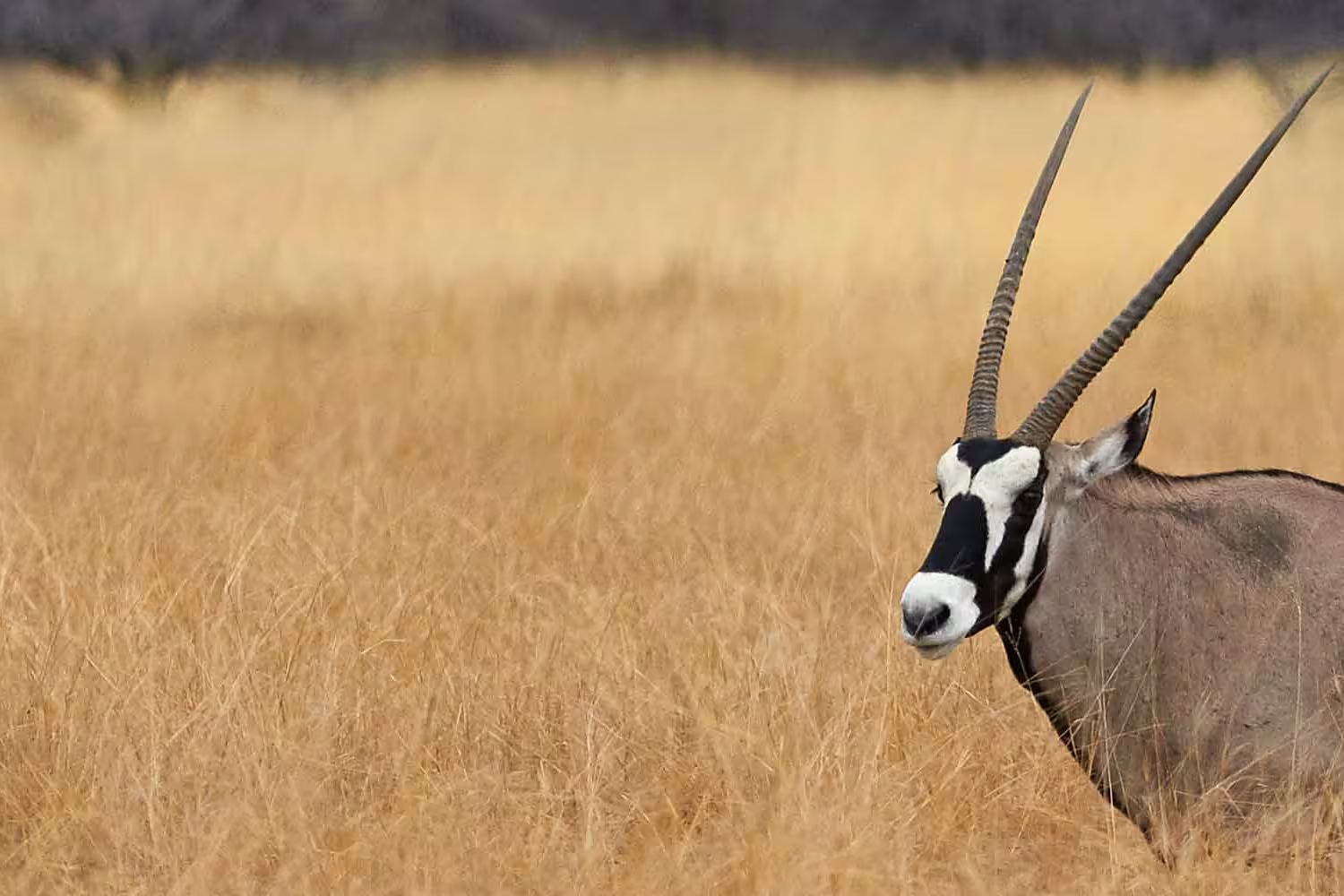Hwange Experience