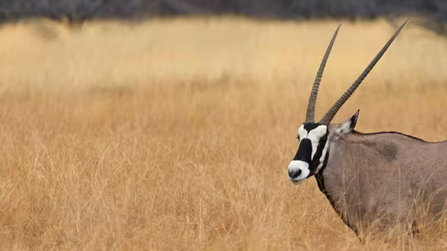 Hwange Experience