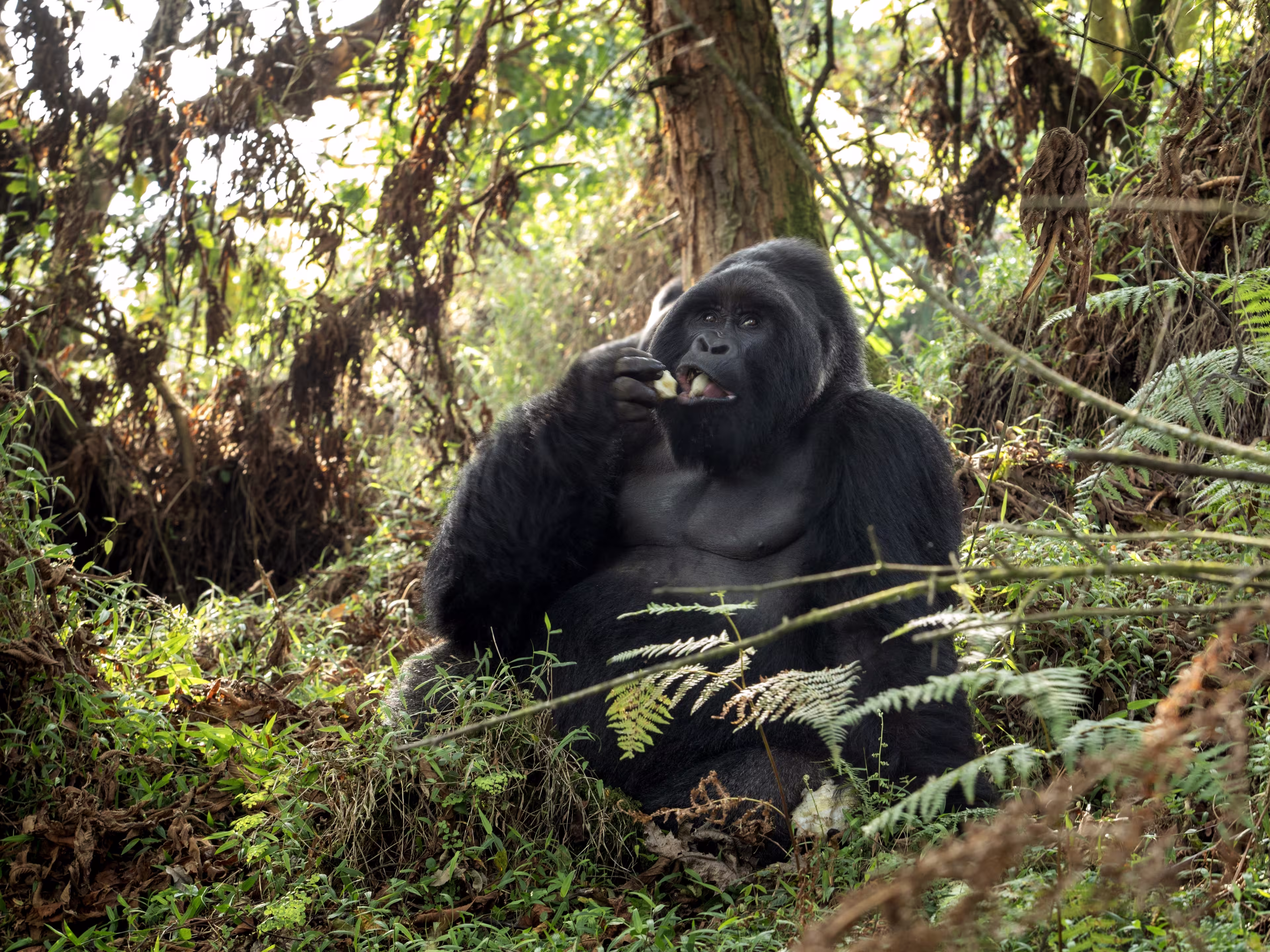 Mountain gorillas in the Mgahinga national park. Rare gorillas are hiding in the forest. Gorillas safari in Uganda.