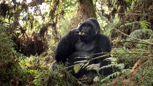 Mountain gorillas in the Mgahinga national park. Rare gorillas are hiding in the forest. Gorillas safari in Uganda.